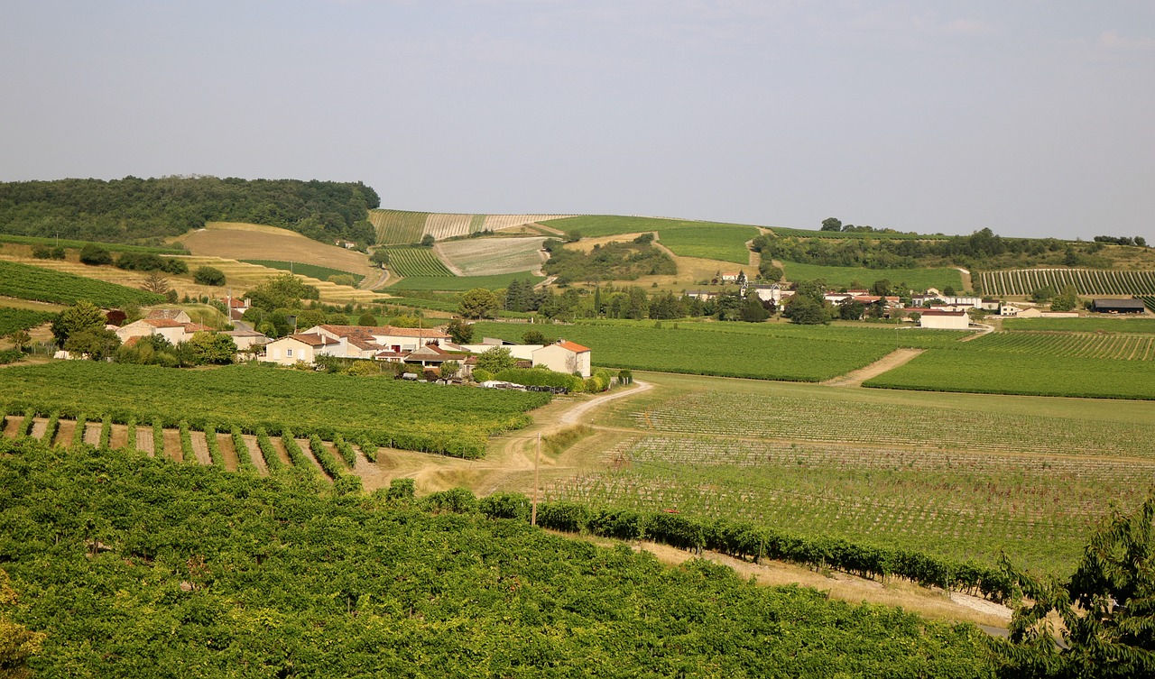 Vue sur les vignobles de Cognac